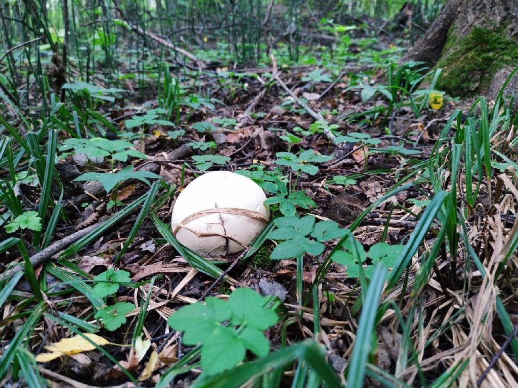 В Пронском районе обнаружили поляну с огромными грибами