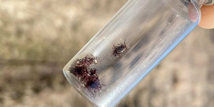 Житель рязанского Новомичуринска собрал более 50 клещей за несколько часов отдыха на природе