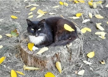 В пятницу в Рязанской области ожидается до +22 градусов В пятницу в Рязанской области ожидается до +22 градусов