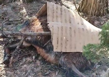 Мертвых баранов выбросили у рязанской дороги