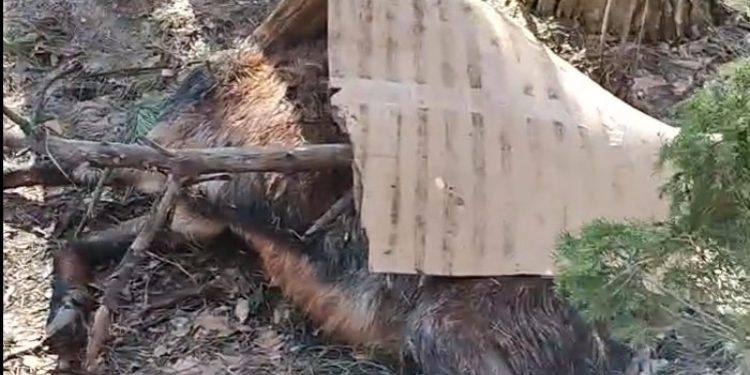 Мертвых баранов выбросили у рязанской дороги