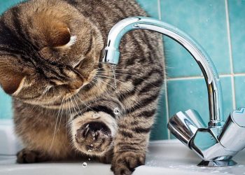 Завтра в Рязани отключат воду на многих улицах Завтра в Рязани отключат воду на многих улицах