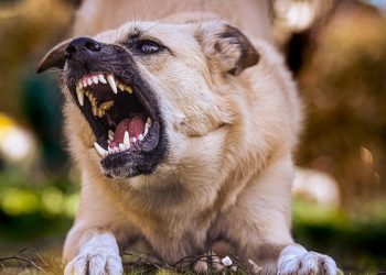 В России будут увеличены штрафы за укусы людей домашними собаками