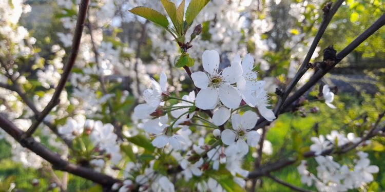 С 22 мая в Рязанскую область вернется летняя погода