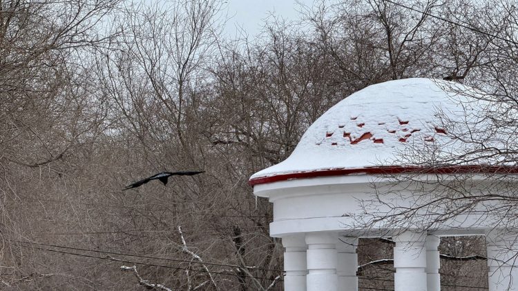 8 марта в Рязанской области ветрено и пасмурно