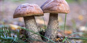 Рязанскую область ждет большой грибной сезон