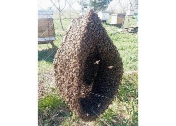 В рязанском Кадоме наблюдается рекордно ранее роение пчел на пасеке