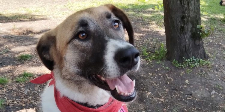 На выставке бездомных животных в Рязани удалось пристроить 5 собак и 8 кошек