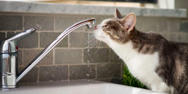 Две рязанские улицы остались без холодной воды 10 сентября