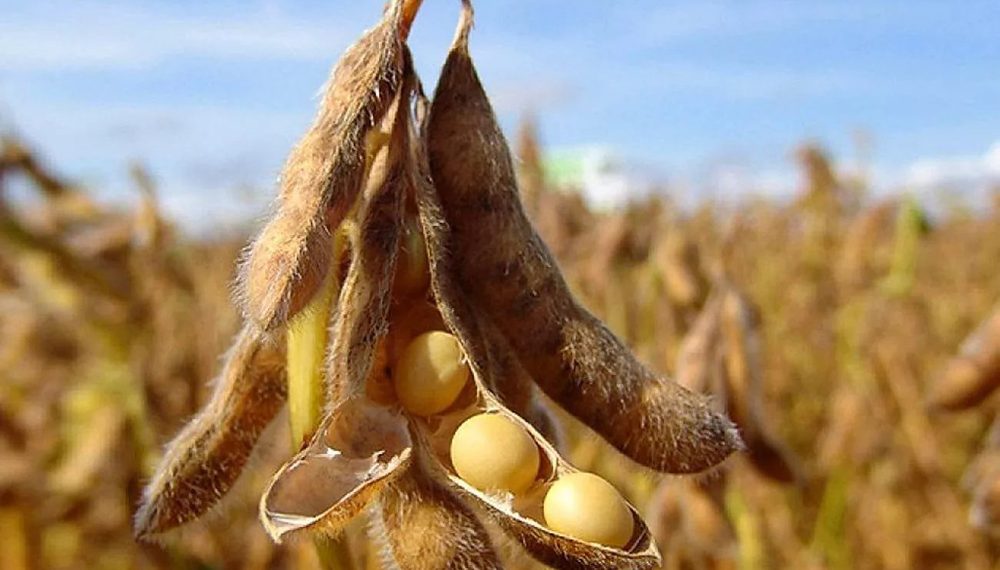 Рязанская область нарастила посевные площади и вышла в лидеры по урожайности