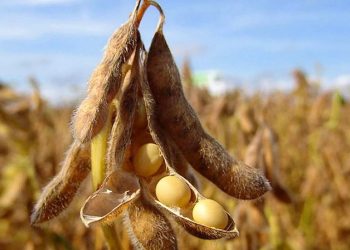 Рязанская область нарастила посевные площади и вышла в лидеры по урожайности