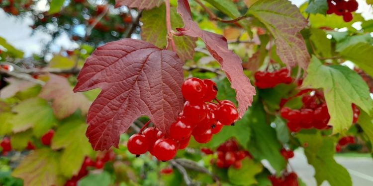 Стало известно, когда в Рязанской области закончится "бабье лето" Стало известно, когда в Рязанской области закончится «бабье лето»