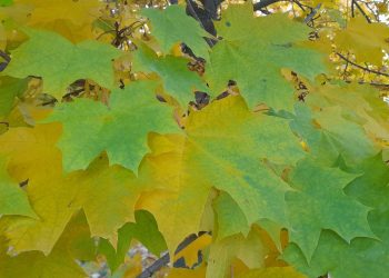 В пятницу в Рязанской области потеплеет до +12 градусов В пятницу в Рязанской области потеплеет до +12 градусов