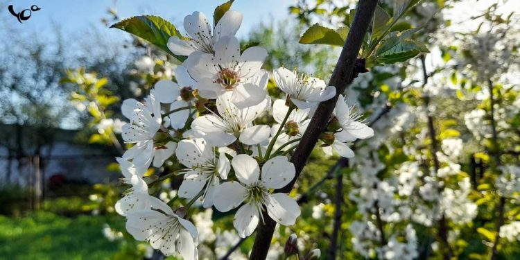 Метеоролог Позднякова: в выходные в Центральной России ожидается до +17 градусов Метеоролог Позднякова: в выходные в Центральной России ожидается до +17 градусов