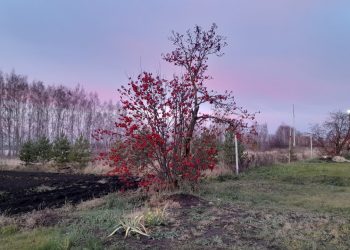 9 ноября в Рязанской области ожидается до +10 градусов 9 ноября в Рязанской области ожидается до +10 градусов