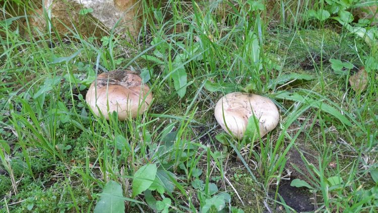 Рязанские волонтеры нашли еще двоих грибников, заблудившихся в лесу