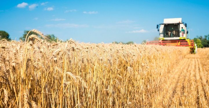 В Рязанской области стартовала уборка зерновых культур