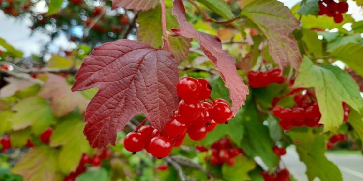 В среду в Рязанской области ожидается до +17 градусов