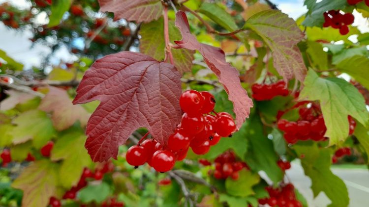 В среду в Рязанской области ожидается до +17 градусов