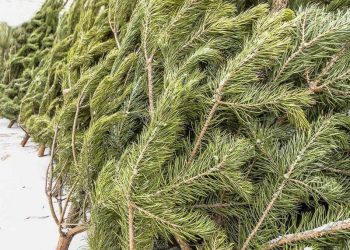 В Рязани ищут елочных браконьеров