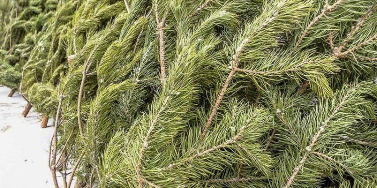 В Рязани ищут елочных браконьеров