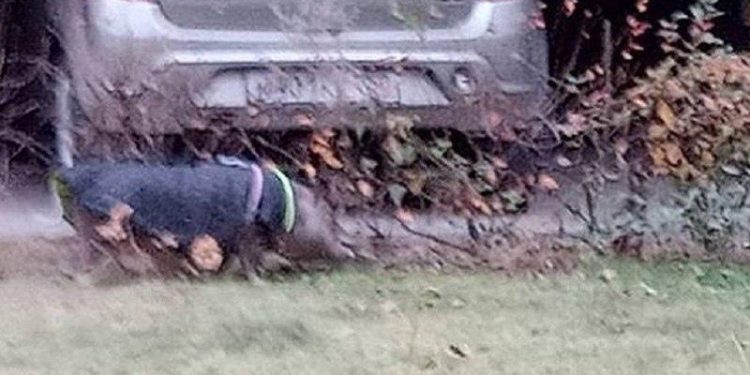 Рязанцы засняли в центре города вьетнамскую свинью на поводке