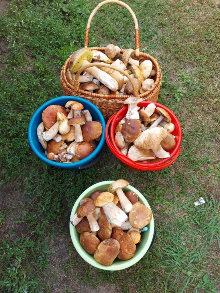 Рязанские грибники продолжают делиться фото из мест тихой охоты