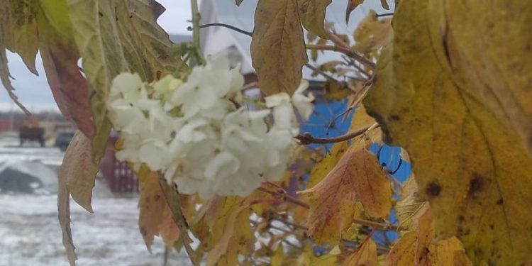 В рязанском Шацке у местной жительницы в ноябре зацвела калина