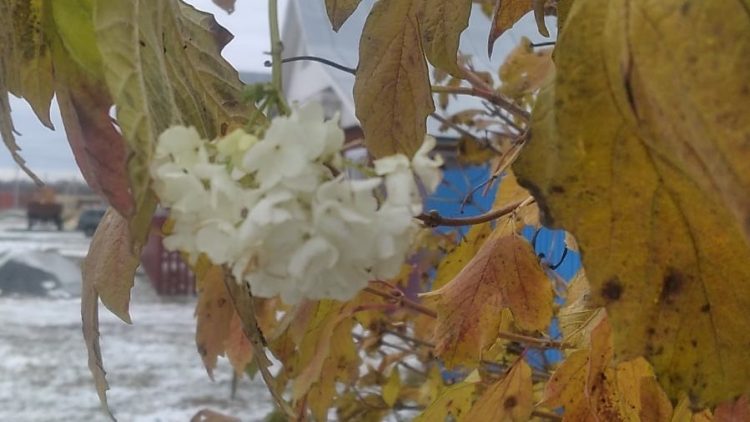 В рязанском Шацке у местной жительницы в ноябре зацвела калина