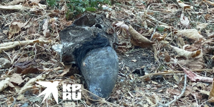 Рязанцы обнаружили на улице Вокзальной коровьи рога