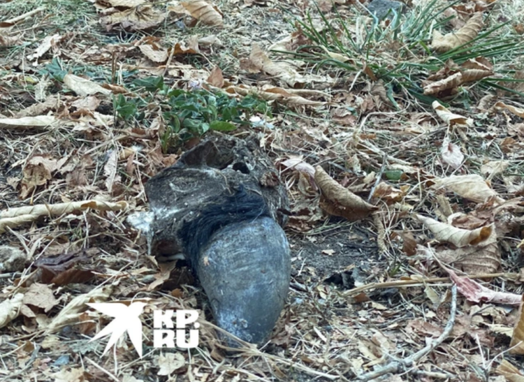 Рязанцы обнаружили на улице Вокзальной коровьи рога