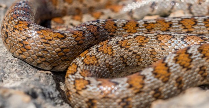 В работе выставки животных в Рязани выявили ряд нарушений