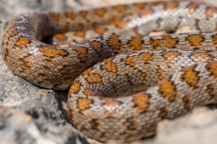 В работе выставки животных в Рязани выявили ряд нарушений