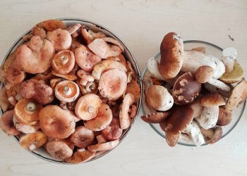 Рязанские грибники продолжают делиться фото из мест тихой охоты