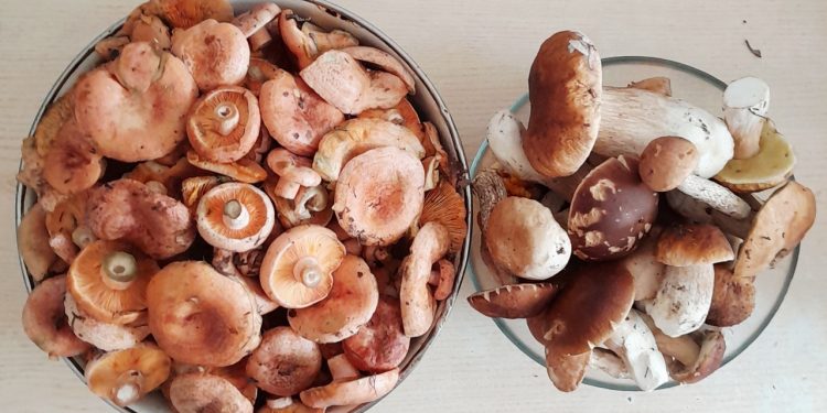 Рязанские грибники продолжают делиться фото из мест тихой охоты