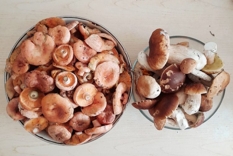 Рязанские грибники продолжают делиться фото из мест тихой охоты