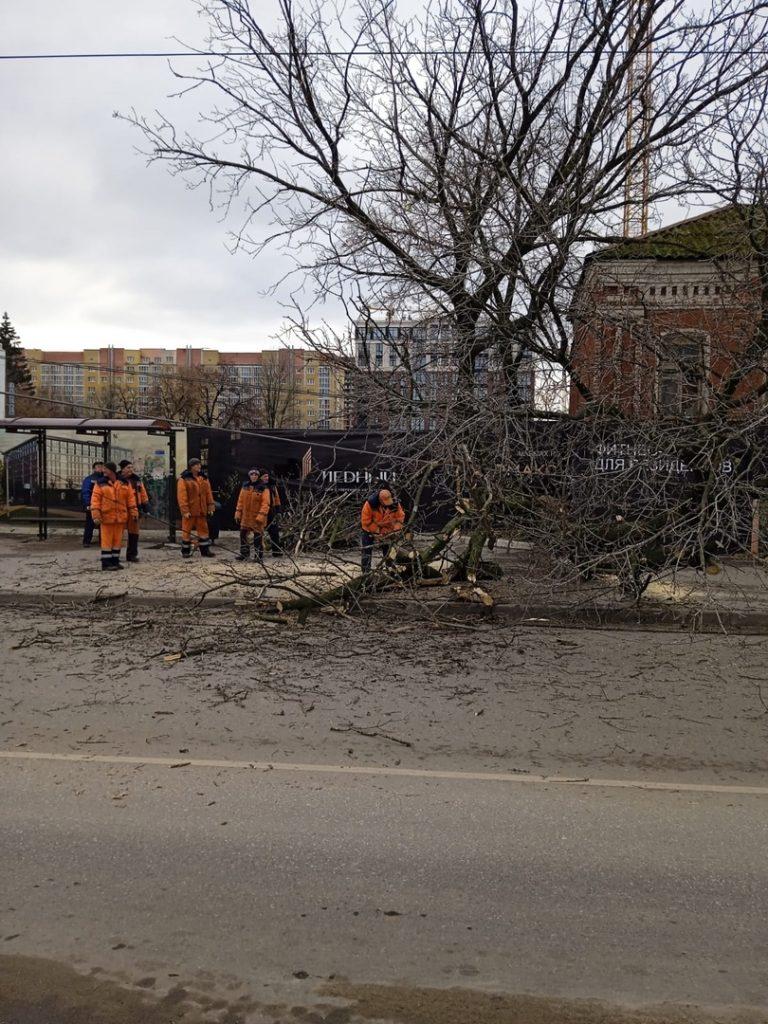 На улице Маяковского рухнуло дерево