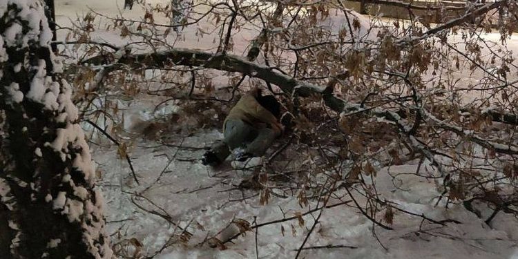 В центре Рязани на студента упало дерево