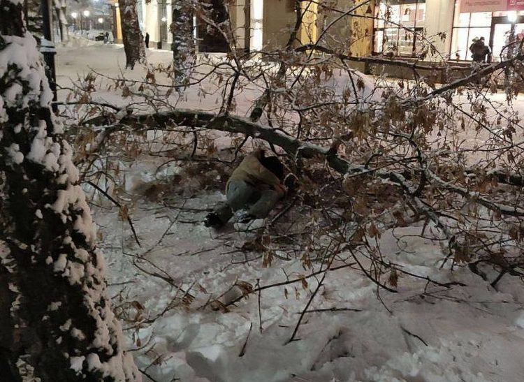 В центре Рязани на студента упало дерево