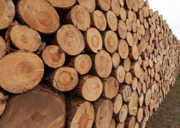 На лесопилке в Рязанской области выявили работавшего там нелегального мигранта