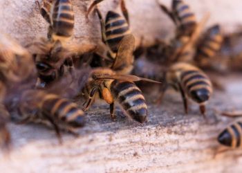 Россельхознадзор раскрыл причину массовой гибели пчел в Рязанской области Россельхознадзор раскрыл причину массовой гибели пчел в Рязанской области