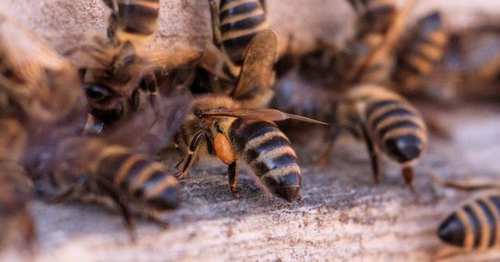 Россельхознадзор раскрыл причину массовой гибели пчел в Рязанской области Россельхознадзор раскрыл причину массовой гибели пчел в Рязанской области